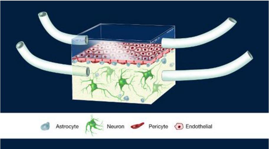 神经血管单元（Illustration of the NeuroVascular Unit, NVU）芯片图例，这是一款人类血脑屏障模型。多孔膜分离了大脑建模腔室和代表周围血管系统的腔室