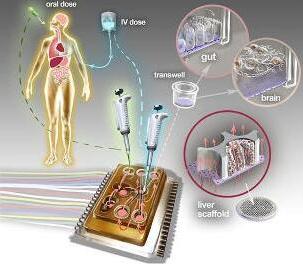 人体芯片的艺术表现接近于体外生物学，生物工程设备培养了许多能够代表每个器官最小功能单元的3D组织培养