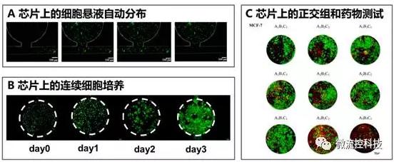 微流控芯片上的细胞悬液自动分布(A)，连续细胞培养后仿真肿瘤组织形成（B）以及基于组织阵列的抗肿瘤药物正交组合测试（C）