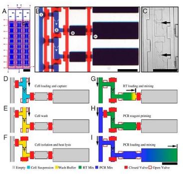 单细胞RT PCR分析，来自White等，PNAS，2011