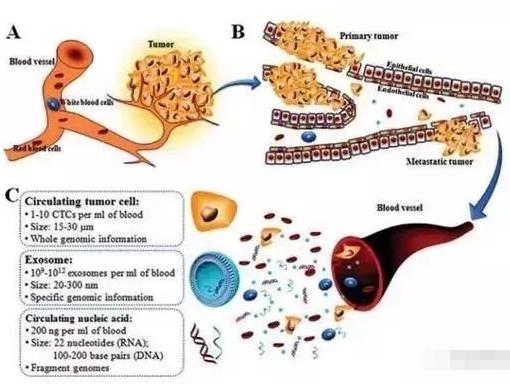 图1：癌症的形成(A)、转移(B)及循环肿瘤标志物的特点(C)