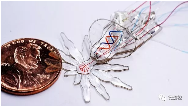 哈佛团队受孔雀蜘蛛启发，研发微流体系统驱动的小型软体机器人