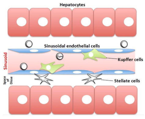 图1.肝窦的方案。血液流动的正弦曲线与由肝细胞组成的薄壁组织，通过窦状内皮细胞膜和Disse空间分离。4种主要类型的细胞是内皮细胞，库普弗细胞和星状细胞（非实质细胞）和肝细胞。图来自Tsutsui等[9]。