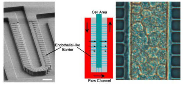图3. Lee等人设计的人造肝窦。流动通道和细胞室宽50μm，高30μm。这两个区域分别模拟血管和肝实质，并由一个由平行微通道（2 x1μm - 宽x高）组成的屏障隔开，该微通道起肝脏内皮细胞（LSECs）的作用。屏障允许同时将肝细胞紧密包裹在细胞区域（右图），同时确保低剪切应力。（比例尺50μm）。来自Moraes等人的图。