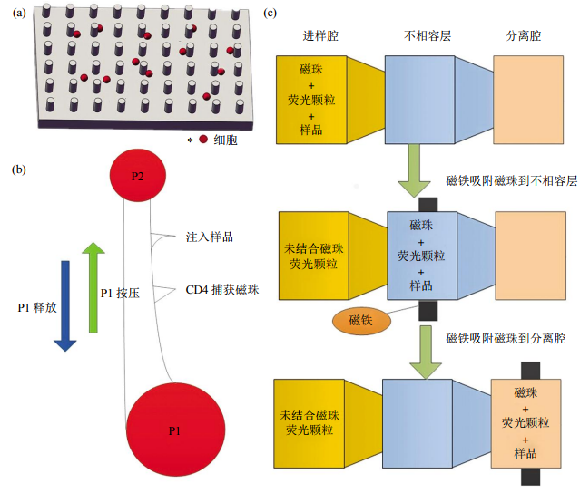 图2免疫捕获细胞分离芯片结构示意图(a)抗体特异性细胞捕获示意图。(b)磁珠细胞分离芯片示意图。(c)表面张力不相容过滤筛选芯片示意图