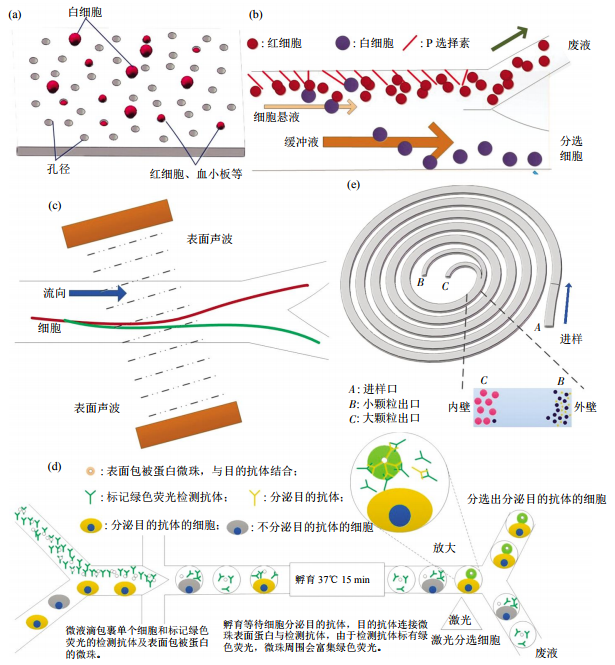 图3无标签细胞分离方法芯片结构示意图(a)小孔径拦截酯膜电镜图。(b)非对称流系统细胞分离示意图。(c)斜角表面声波技术细胞分离。(d)微液滴细胞分选。(e)多路复用螺旋微流控芯片细胞分离示意图