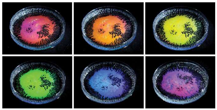 含有透明液滴乳液的培养皿，所述透明液滴乳液由不同密度的油和从不同角度拍摄的水基表面活性剂的混合物制成。当用白光照射时，油滴根据观察方向反射不同的颜色。新的研究解释了这种“结构颜色”是如何根据液滴的大小和曲率以及液滴的全内反射形成的。图片来源：宾夕法尼亚州扎尔扎尔实验室