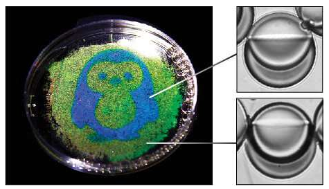 企鹅的图像从水滴中的油反射; 示出了反射蓝色和绿色光的每种类型的液滴的图像。企鹅是通过使用光响应性表面活性剂和光致图案化的液滴形状制成的。图片来源：宾夕法尼亚州扎尔扎尔实验室