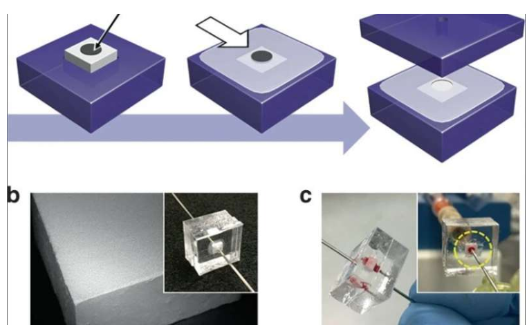 使用微流控整体装置从血液中分离完整细菌