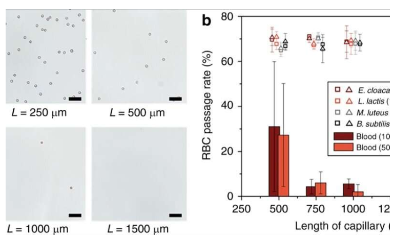 使用微流控整体装置从血液中分离完整细菌