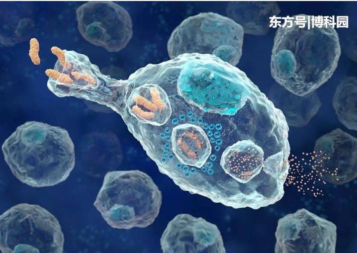 细胞在拥挤的细胞环境中移动得更快？