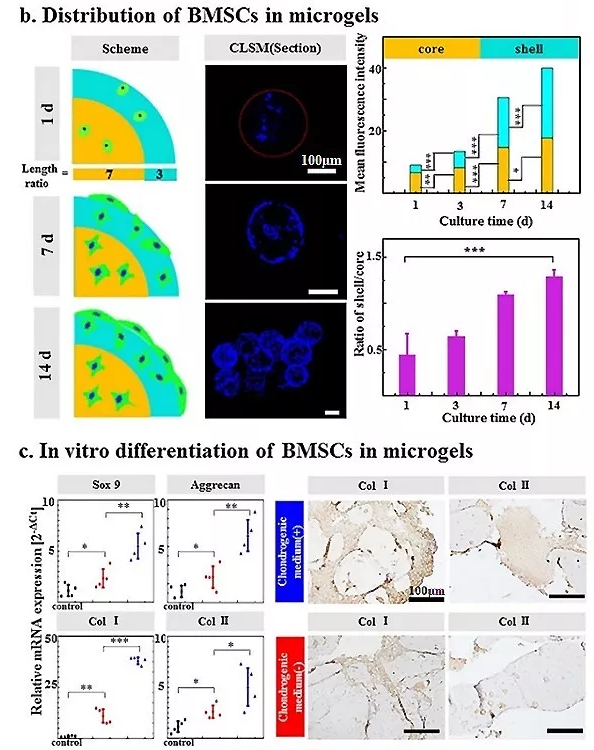 图4：包载BMSC的Gel-HA微凝胶的体外生物学表征。