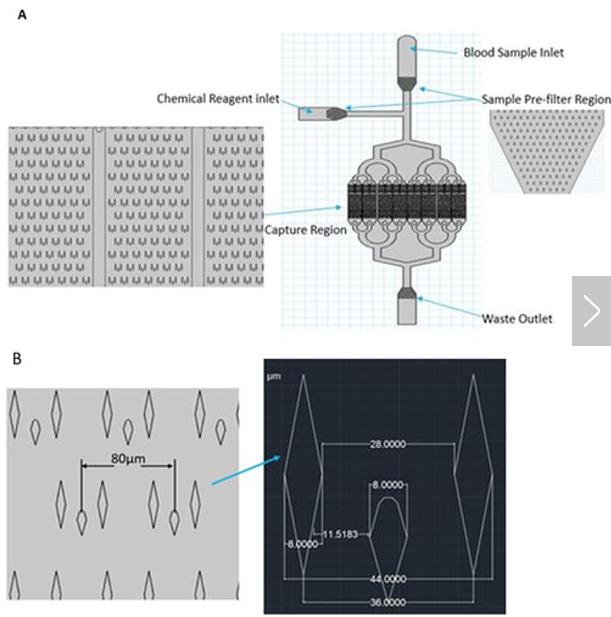 （A）微流控芯片的总体布局；（B）微柱的详细尺寸