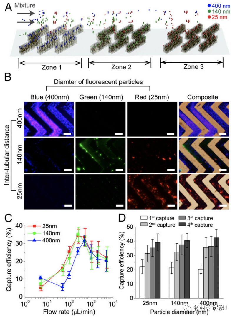 图3 不同纳米荧光粒子在芯片内被捕获。纳米粒子按照其尺寸，在相对应的区域所捕获，从而达到分离不同尺寸纳米粒子的作用