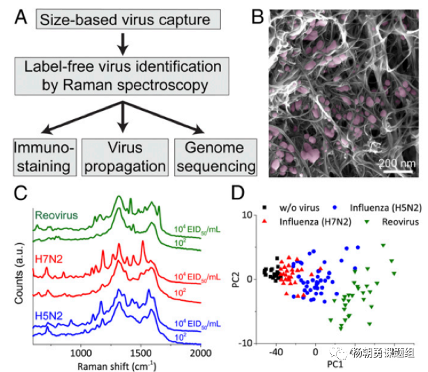 图4  三种病毒建立拉曼数据库及病毒聚类分析