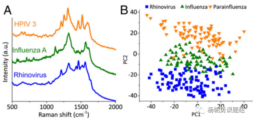 图5 临床样品中三种病毒的鉴定