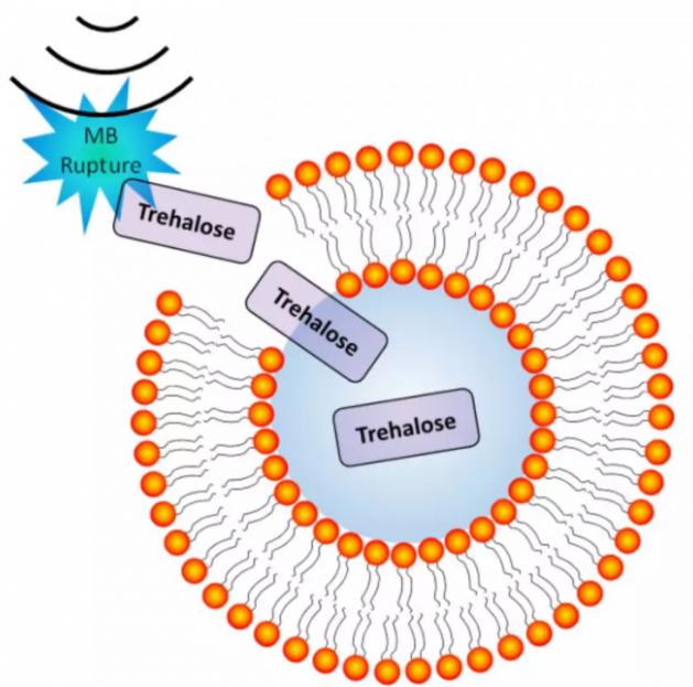 超声诱导微泡破裂导致细胞膜短暂穿孔的图示 超声诱导微泡破裂导致细胞膜短暂穿孔的图示