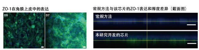 图5：在角膜芯片内培养的角膜上皮细胞的ZO-1蛋白质（绿色）表达。角膜发挥作用需要ZO-1